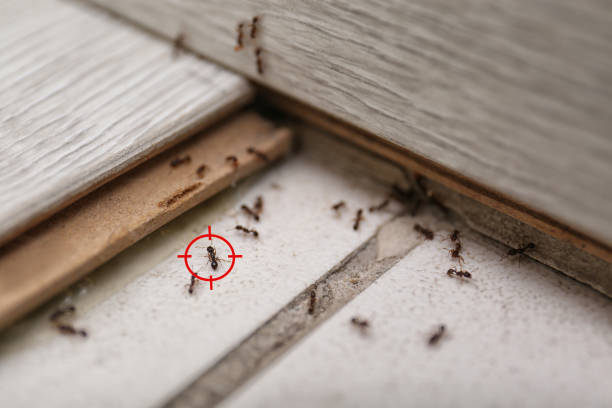 Best Commercial Pest Control Services  in Hunter, TN