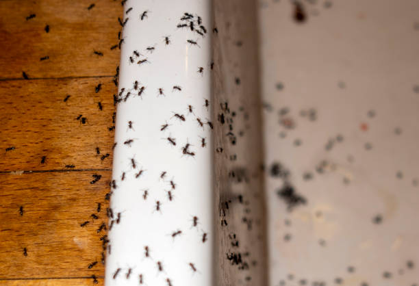 Pest Control for Restaurants in Hunter, TN