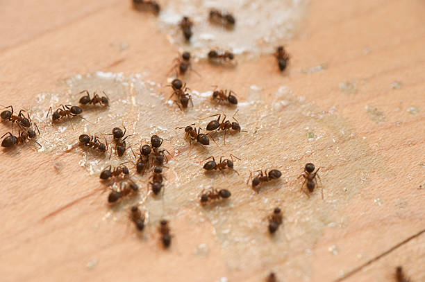 Best Pest Prevention Services  in Hunter, TN