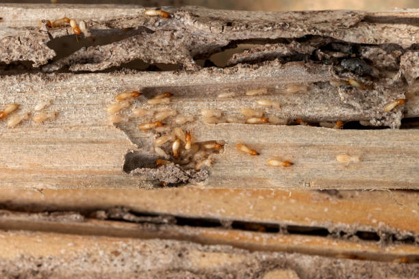 Best Cockroach Control Services  in Hunter, TN